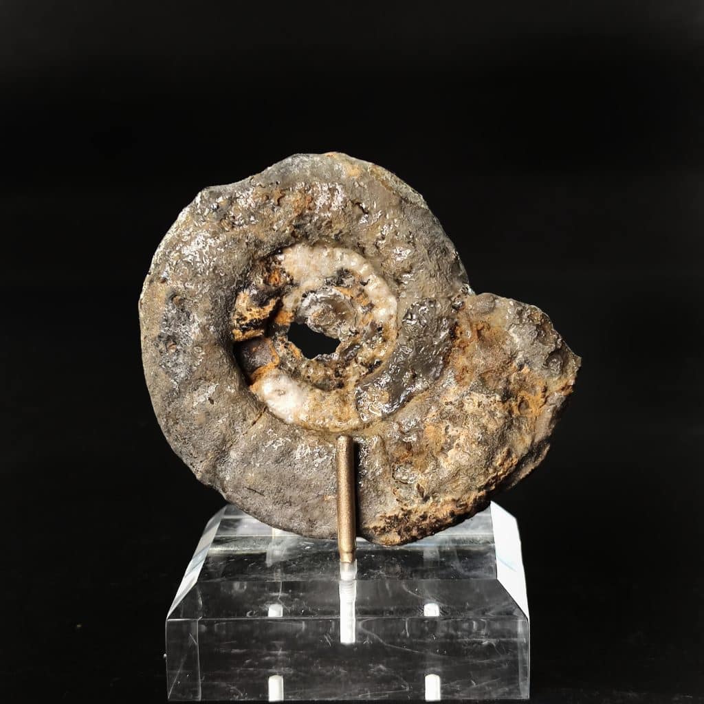 The price of a Iranian 185 million-year-old ammonite fossil